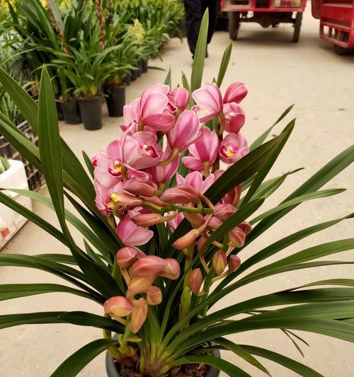 大叶蕙兰花的养护管理（打造美丽的蕙兰花园）