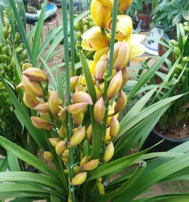 大叶蕙兰花的养护管理（打造美丽的蕙兰花园）