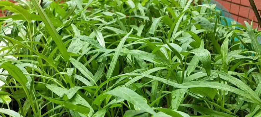 大叶空心菜种植全攻略（时间、方法、技巧一网打尽）