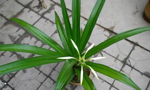 大叶兰花的家庭养法（教你轻松打造一盆美丽大叶兰花）