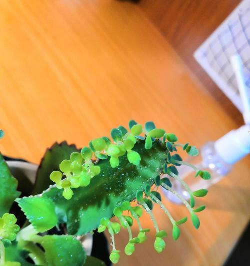 如何成功养殖大叶落地生根（打造美丽家居的绿色植物——大叶落地生根的养殖技巧）