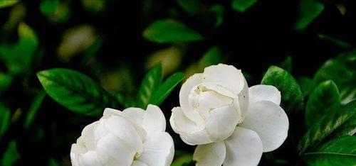 栀子花的花语及寓意解读（栀子花的美丽与深远内涵）