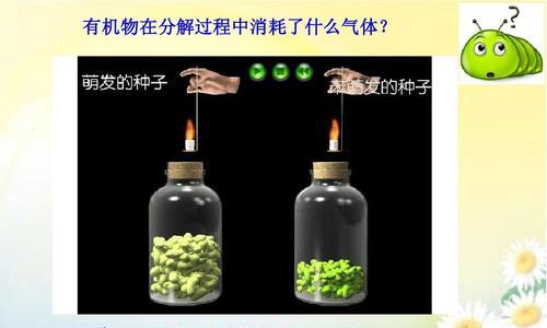 植物呼吸作用的重要性（植物呼吸是生态系统的支持者）