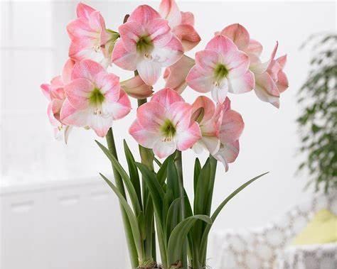 朱顶红的花语与美丽红颜（追寻朱顶红花语的神秘意义）