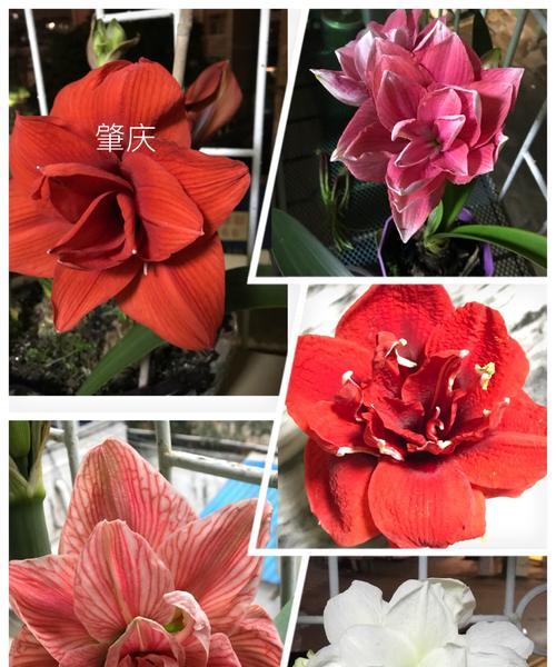 探秘朱顶红花语的深层含义（解读朱顶红花语的意义与象征）