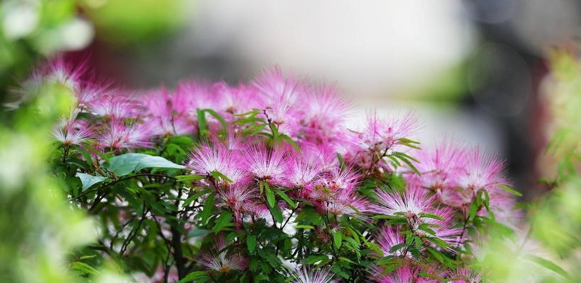 朱樱花的花语与寓意（传达美丽与希望的精神花——朱樱花）