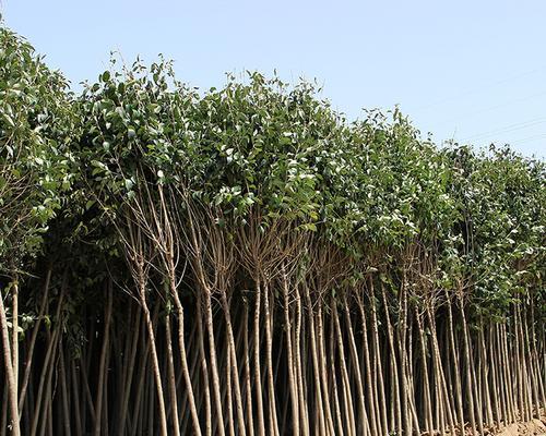 大叶女贞——一种多功能的乔木植物（形态特征）
