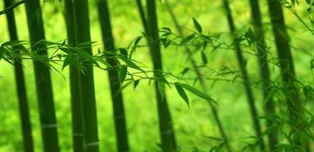 竹子的象征意义（生命力与精神的化身）
