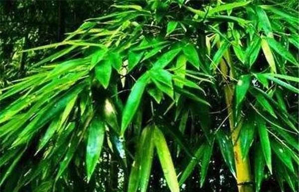 竹子的象征意义（探寻竹子的文化内涵和社会象征）