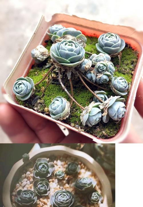 以子持莲华的花语——坚韧不拔，绽放优雅（以子持莲华的花语传递着坚守和美丽的力量）