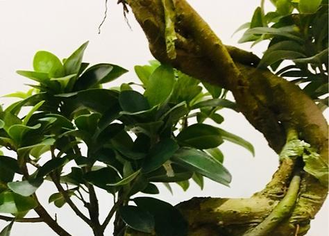大叶榕树的种植与养护（从选种到养护）