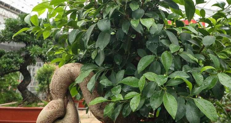 大叶榕树的种植与养护（从选种到养护）