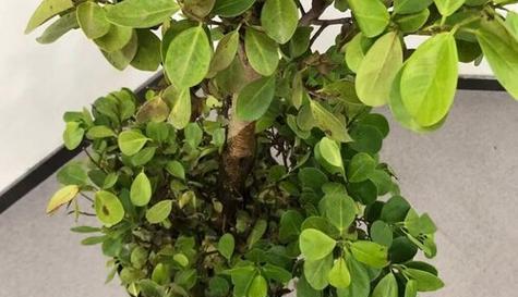 大叶榕树的种植与养护（从选种到养护）