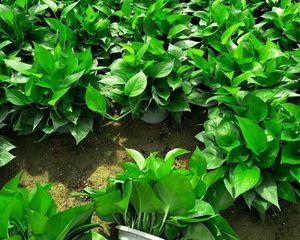 探秘大叶水培植物的生长之谜（从营养到环境）