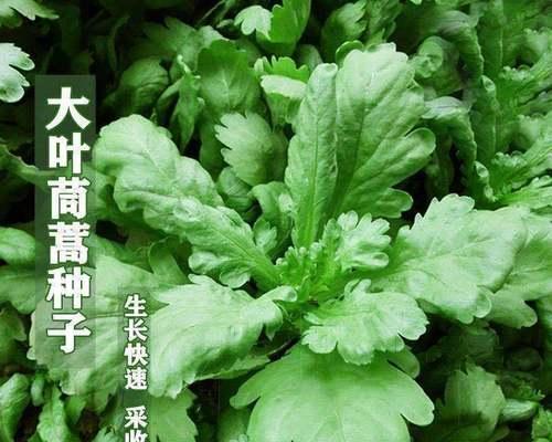 大叶茼蒿播种时间与方法详解（最佳播种时间）