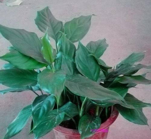 大叶万年青的分盆技巧（培养容易成活的绿色植物）