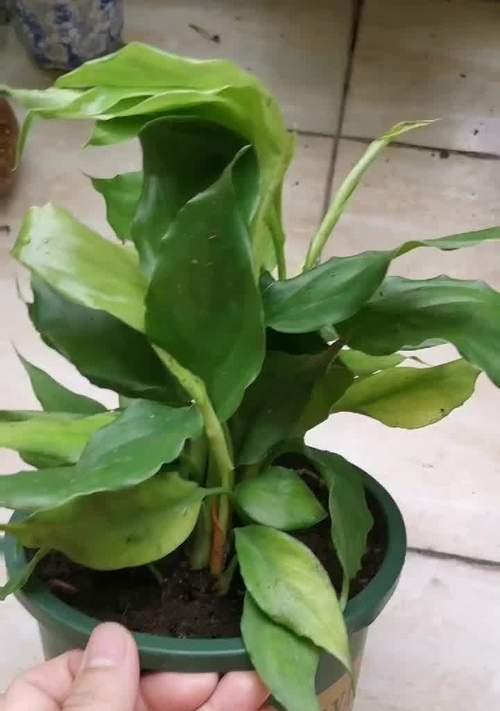 大叶万年青的分盆技巧（培养容易成活的绿色植物）