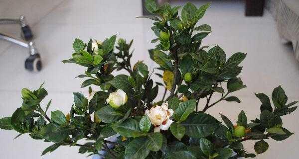 大叶栀子花的养殖方法及注意事项（打造鲜花盛宴）
