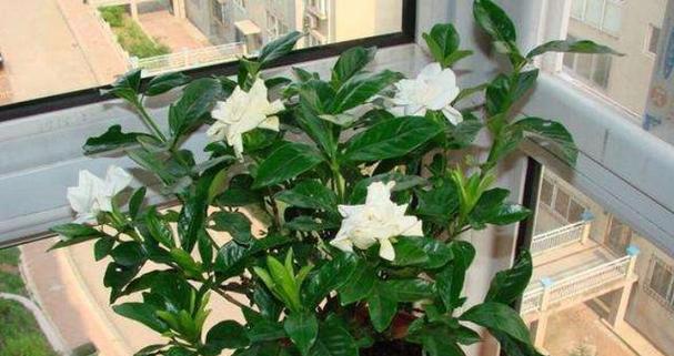 大叶栀子花的养殖方法及注意事项（打造鲜花盛宴）