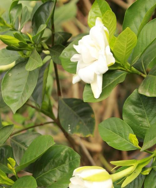 大叶栀子花的养殖方法及注意事项（打造鲜花盛宴）