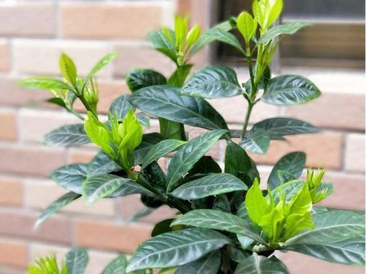 比较大叶栀子花和小叶栀子花的养护特点（探究两种栀子花的优缺点）