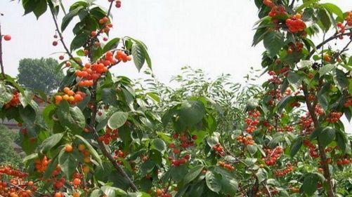 大樱桃的种植条件与适宜区域气候（打造适宜的环境）