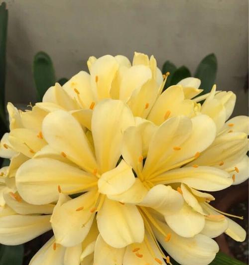 大圆矮花盆的花卉养殖指南（选对盆器）
