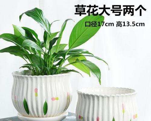 大圆矮花盆的花卉养殖指南（选对盆器）