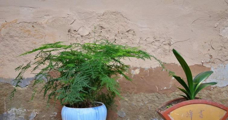如何选择适合种植的大圆花盆（从材质、尺寸到植物选择）
