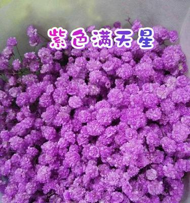紫色满天星的花语与寓意（探寻紫色满天星的深意）