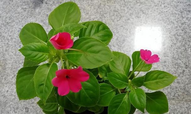 凋谢之恋（代表不再爱的花）
