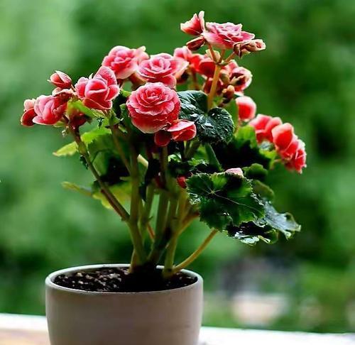 花开痴情，这些植物代表了什么（从独木桥到荆棘）