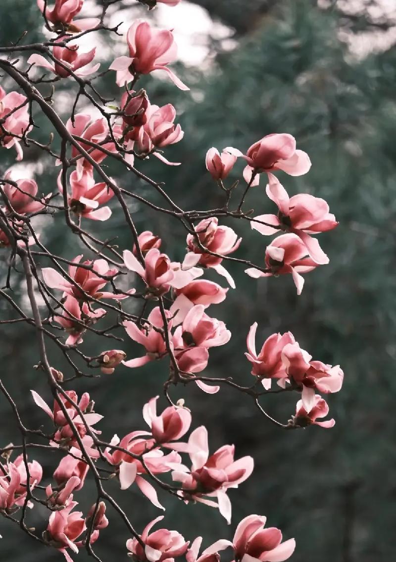 缤纷春色（探秘春季花海）