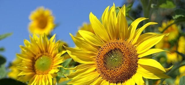探寻牵牛花的传说、品种及栽培（探寻牵牛花的传说）