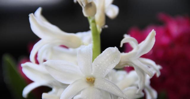 探寻牵牛花的传说、品种及栽培（探寻牵牛花的传说）