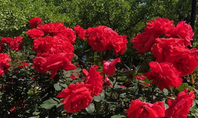代表党的花——象征党的精神（花开富贵）
