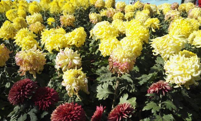 代表党的花——象征党的精神（花开富贵）