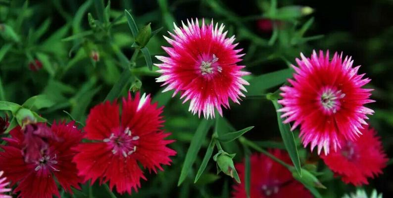 代表党的花——象征党的精神（花开富贵）