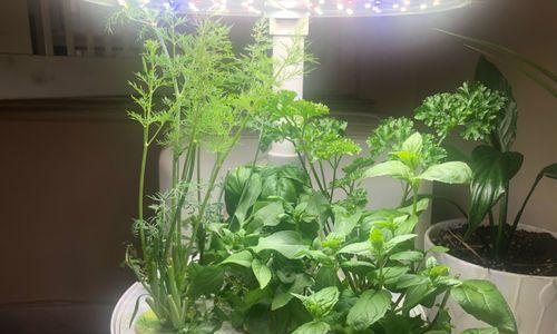 代表父亲的植物（探寻象征父爱的绿色力量）