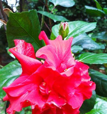 代表吉祥如意的花（花开富贵）