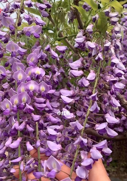 紫藤花之美与寓意（探寻紫藤花的象征和魅力）