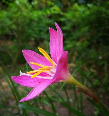 花开勇敢——代表坚强勇敢的花（探寻代表勇气和坚韧的花卉之美）