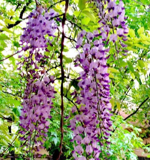 紫藤萝花语与寓意（藤萝的花语与象征意义）