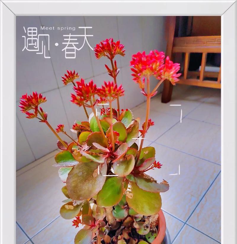 花间健康长寿（探寻代表健康长寿的花之美）