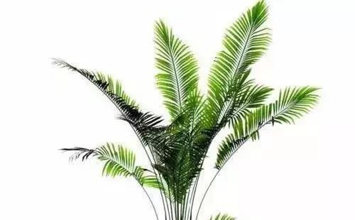 代表老师的植物（探秘名师珍爱的绿叶世界）