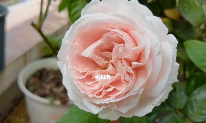 花间动心（代表怦然心动的花种类与花语）