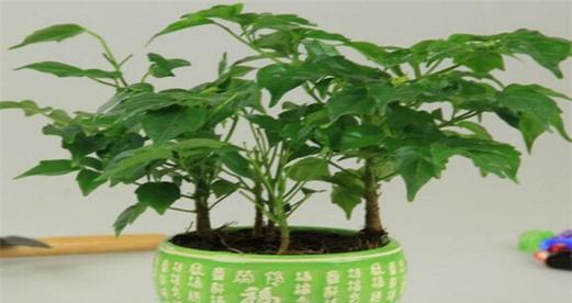 代表平安的植物大全（探寻神秘）