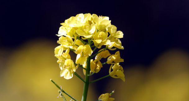 平凡之美——代表普通花的魅力（发现平凡之美）