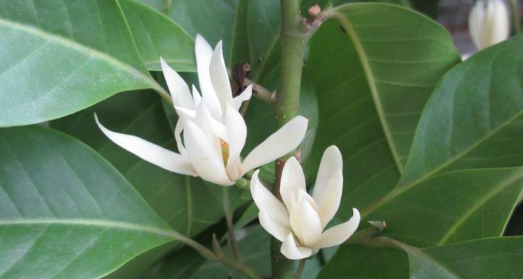 白兰花花语解读（白兰花的花语及其内涵探析）