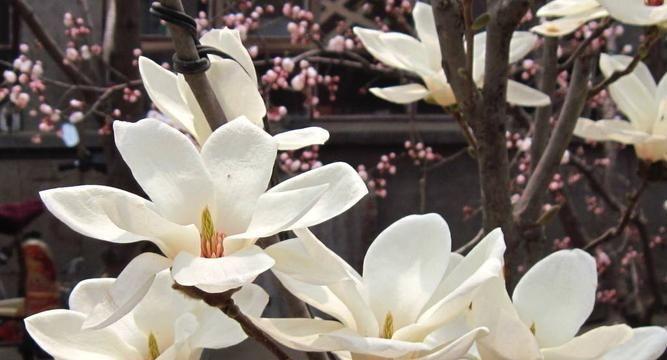 白兰花花语解读（白兰花的花语及其内涵探析）